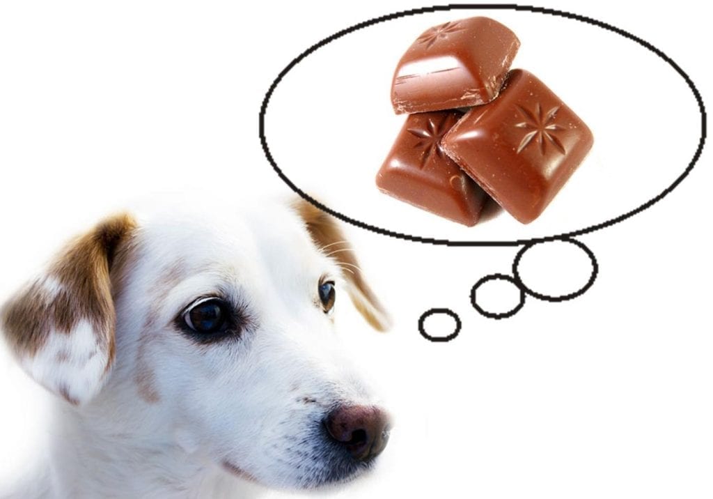 pet insurance chocolate