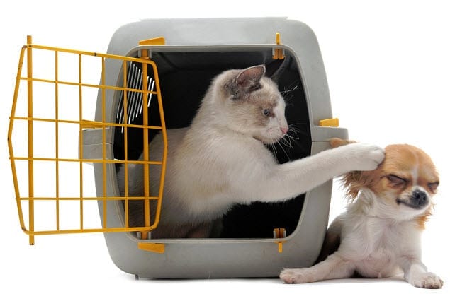 pet insurance info