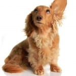 rumor dog funny pet insurance