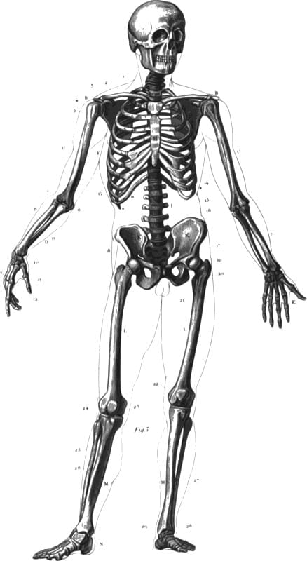 Osteoporosis prevention month bone health skeleton