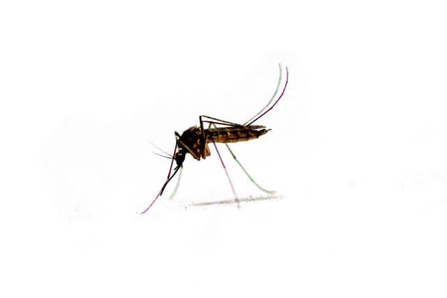 mosquito zika virus travel insurance