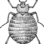 bedbug animal related strange insurance claims