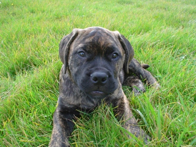 Bullmastiff puppy - pet insurance claim