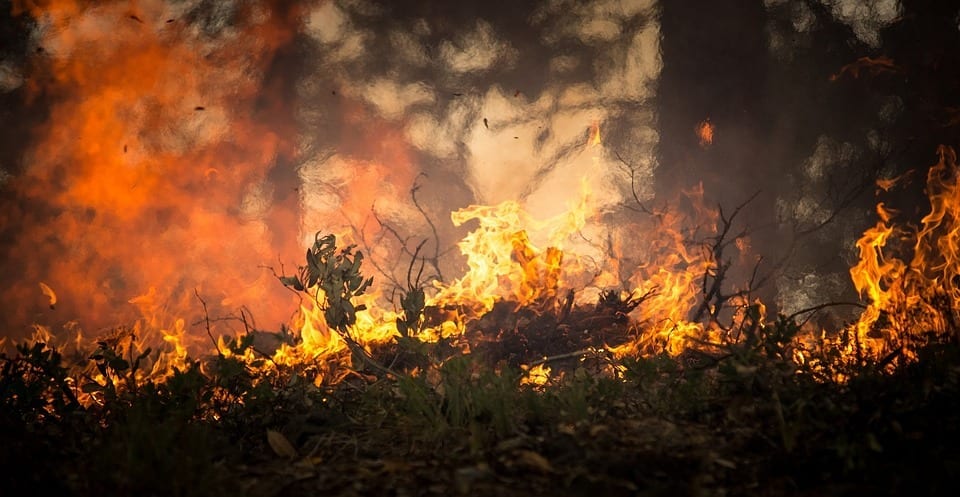 forest fire California wildfire loss