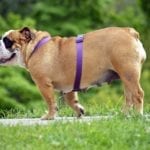 english bulldog dog obesity pet insurance