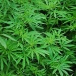Cannabis Insurance - Marijuana Plants