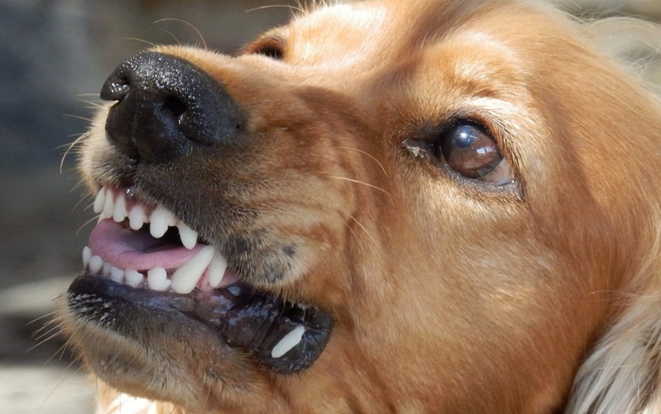 Dog Bite Insurance - Homeowners Insurance - Aggressive Dog - Angry Dog -