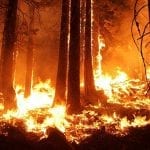 California wildfire insurance - forest fire