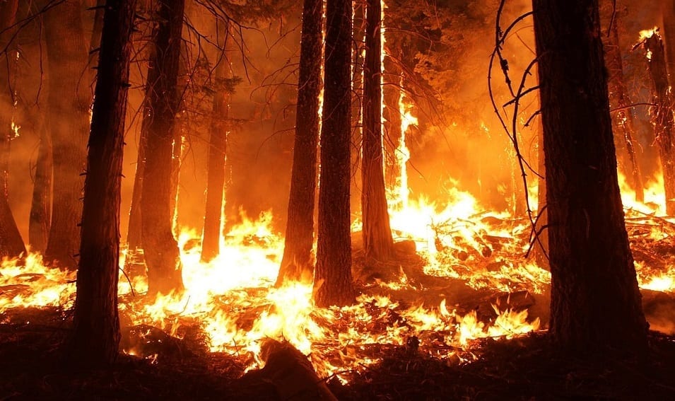 California wildfire insurance - forest fire