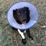 Pet Insurance Popularity - Dog in Cone