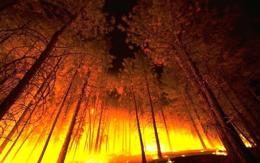 Wildfire insurance problems - Forest Fire