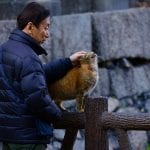 Japanese Pet Insurance - Man with Cat in Japan