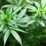 California marijuana insurance - Marijuana plant