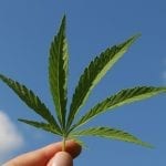 Cannabis Business Insurance - Hemp Leaf