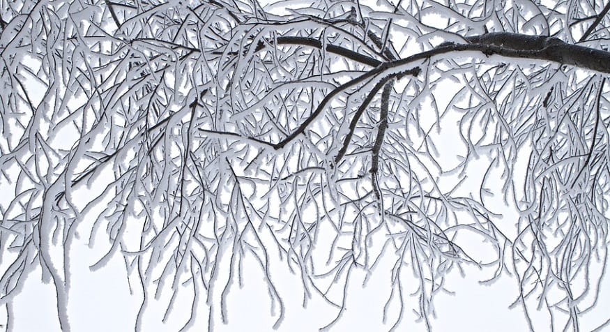 polar vortex safety - frost trees