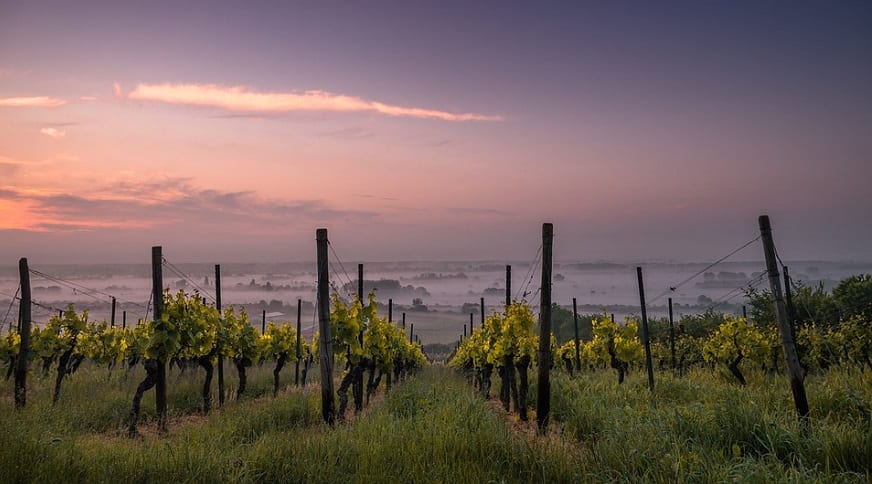 California wine country flooding - Vineyard at Sunset