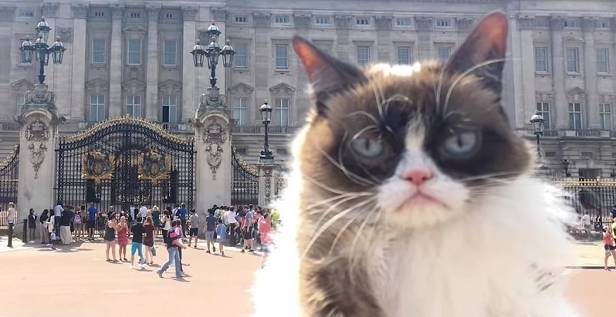 Social media insurance loss - Image of Grumpy Cat