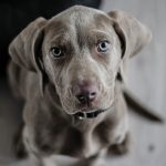 Anti-Vaxxers - Pet Insurance - Dog