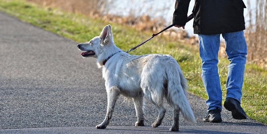 Dog walker insurance - Man walking dog