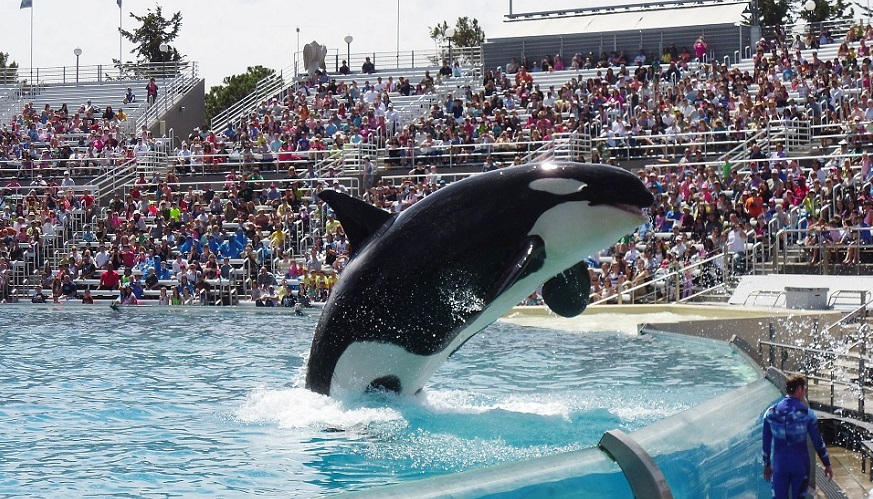 SeaWorld Parking Lot - Orca jumping at SeaWorld