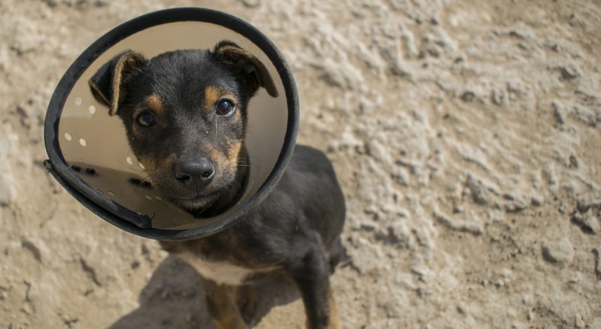 pet insurance policies - dog with head cone