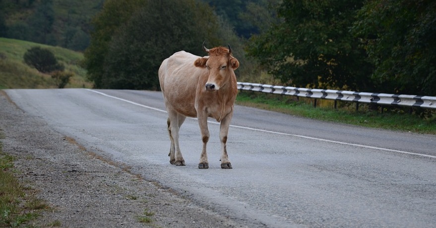 Auto insurance claims - Cow on Road