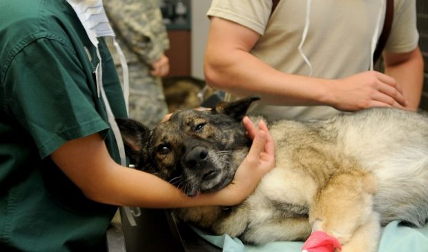 Hambone Award 2019 - dog in veterinary clinic