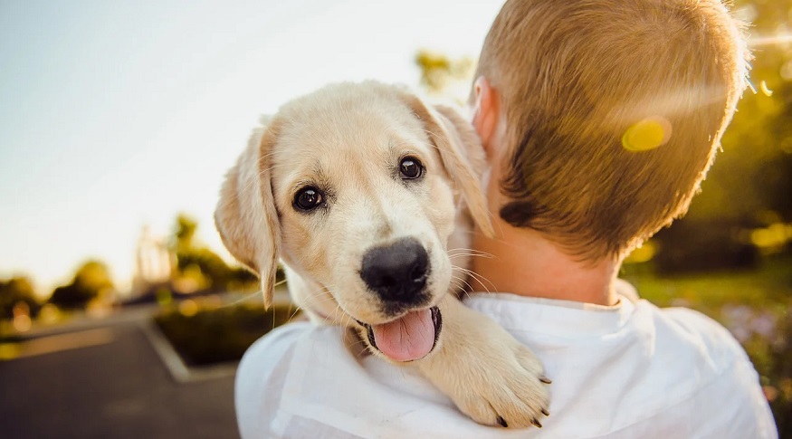 Walmart Pet Insurance - Puppy with person