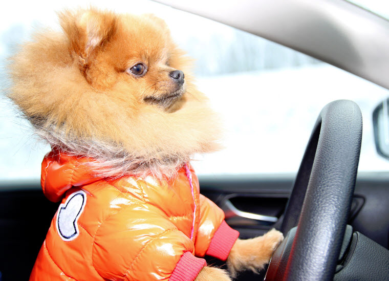 car insurance does not cover dogs or other pets ask a local car insurance agent #insurancenews