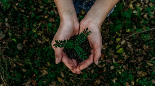 Dairyland Insurance - planting tree