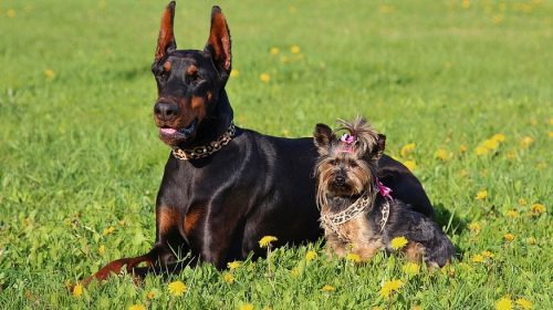 Home-insurance-coverage - Doberman and a Yorkshire Terrier