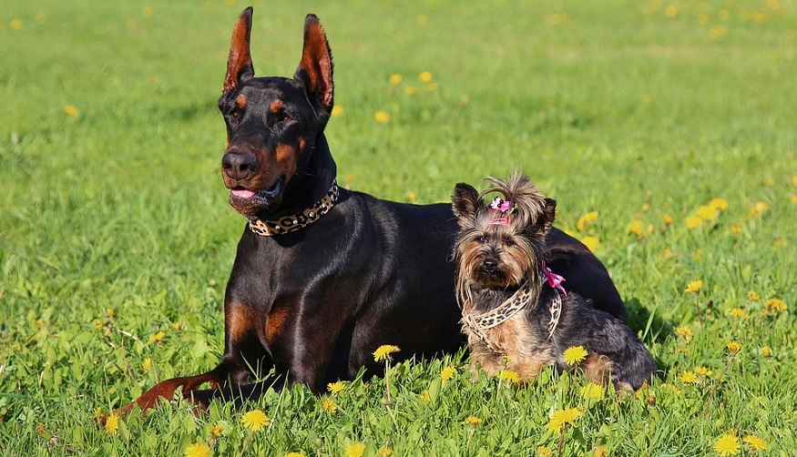 Home-insurance-coverage - Doberman and a Yorkshire Terrier