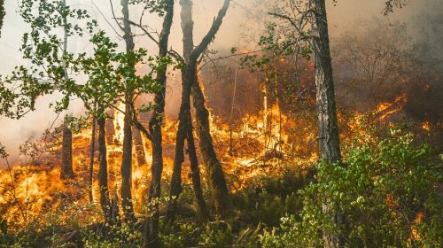 Oregon Wildfire Insurance - Forest Fire in Portland, Oregon