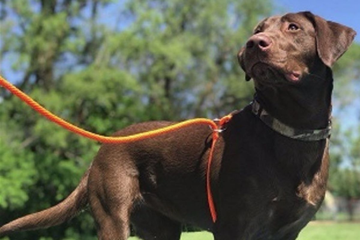 homeowners liability insurance dog training leash
