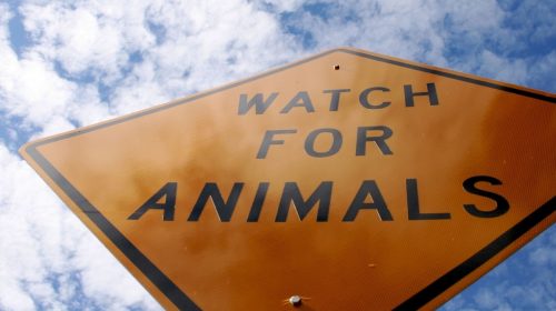 Auto insurance claims - Watch for Animals Sign