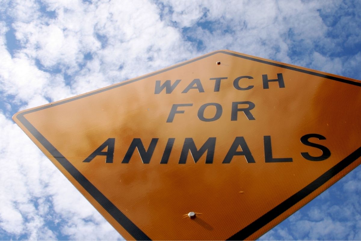 Auto insurance claims - Watch for Animals Sign