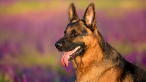 Pet insurance - Image of German Shephard