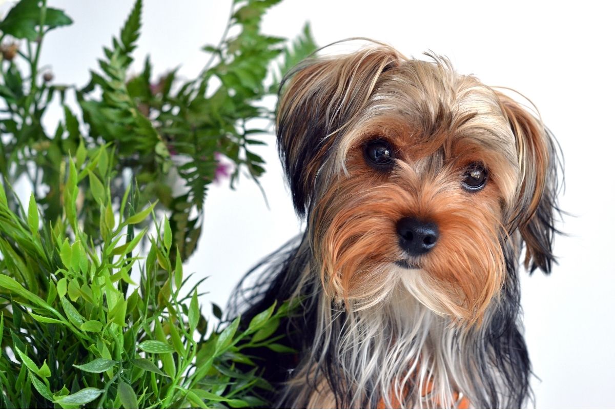 Pet insurance - Dog house plant