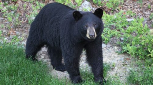 Homeowners insurance - Black Bear