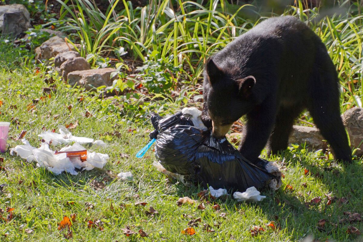 Homeowners insurance - Black Bear in garbage