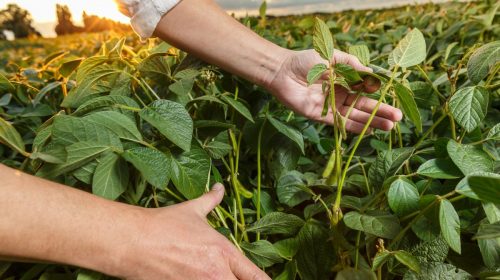 Crop insurance - farming