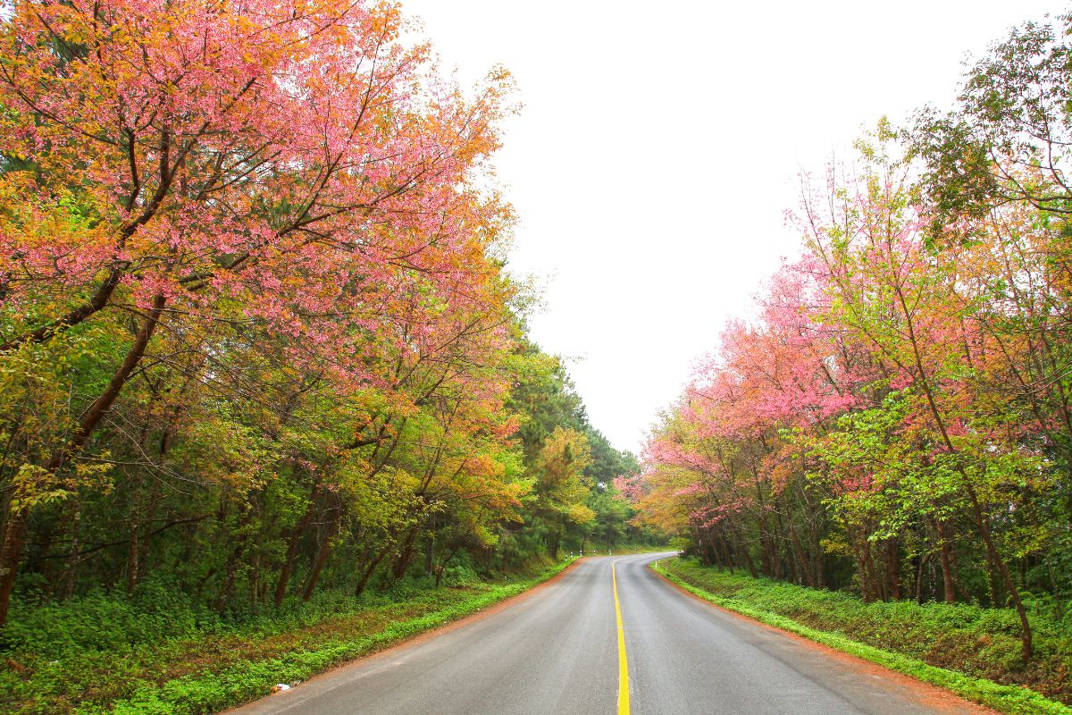 Road safety - rural road - scenic