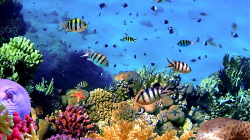 Insurance policy - Coral Reef with fish