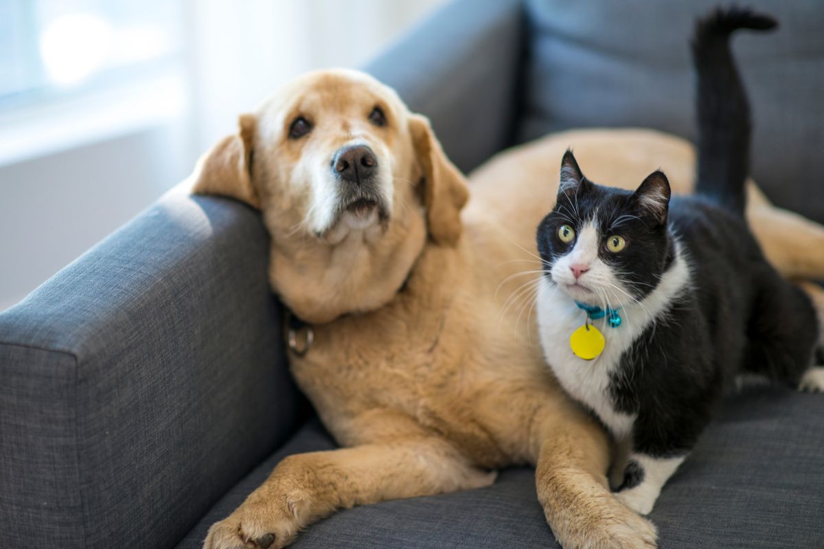 Pet insurance - dog and cat on sofa