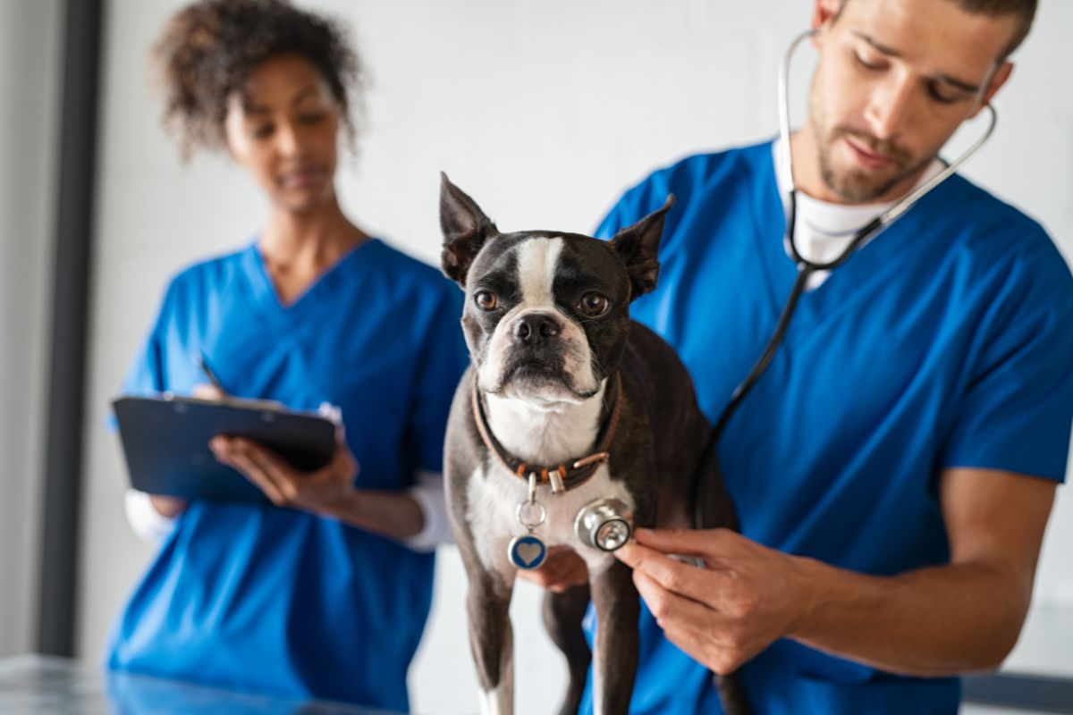 Pet Insurance - Dog checkup at the vet
