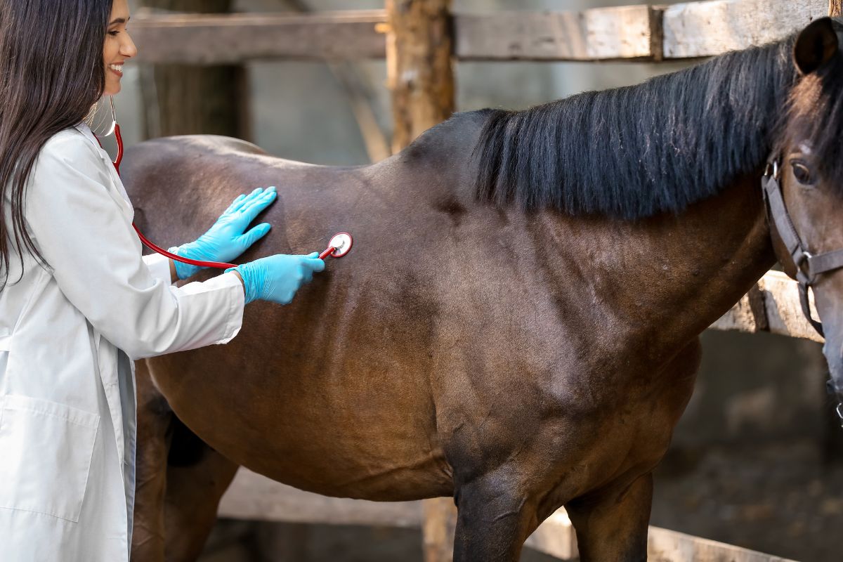 Horse Insurance - Medical care