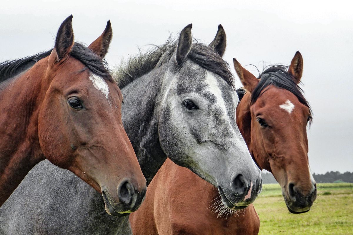 Horse insurance - Image of 3 horses
