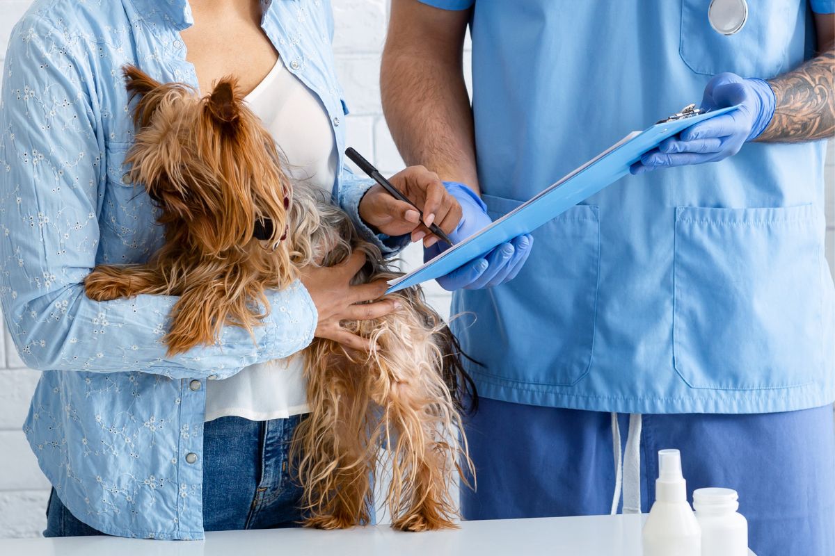 Pet insurance - Veterinarian care