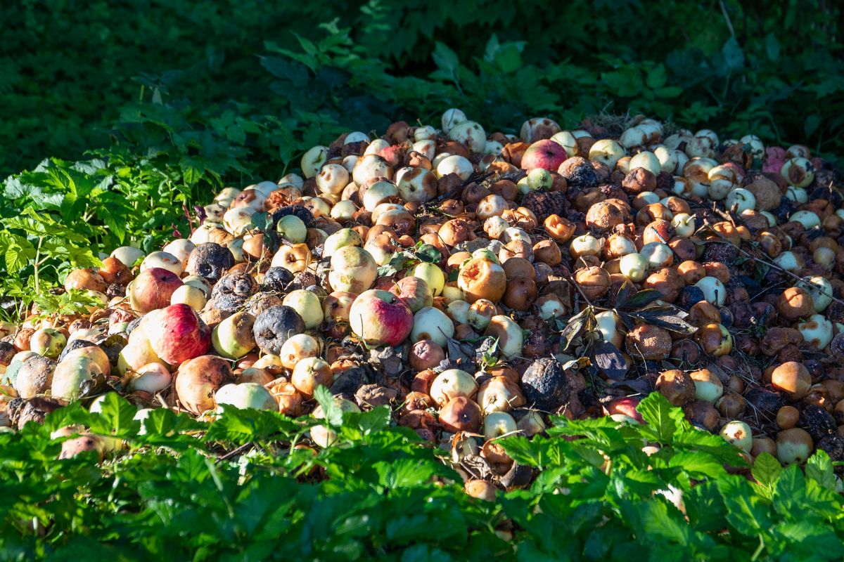 Crop Insurance - Ruined apples