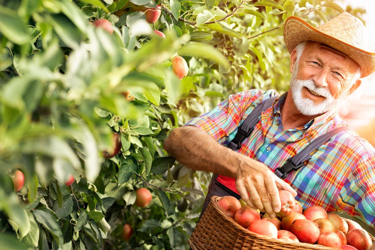 Crop insurance - Person Collecting Apples from Tree